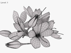 Crocus Blossom 3D Model