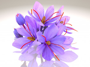 Crocus Blossom 3D Model