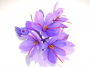 Crocus Blossom 3D Model