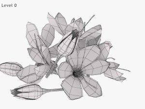 Crocus Blossom 3D Model