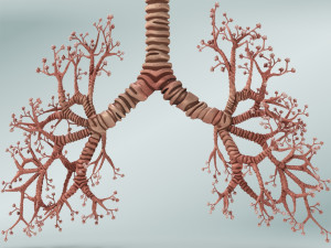 Bronchial Tree Model 3D