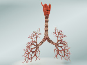 Bronchial Tree Model 3D