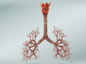 Bronchial Tree Model 3D