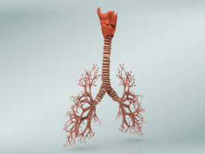 Bronchial Tree Model 3D