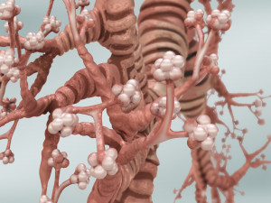 Bronchial Tree Model 3D