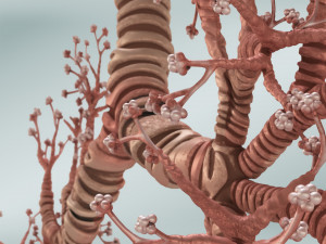 Bronchial Tree Model 3D