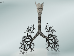 Bronchial Tree Model 3D