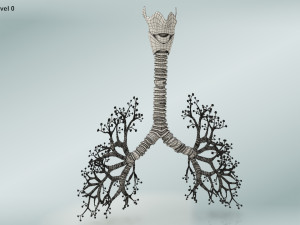 Bronchial Tree Model 3D