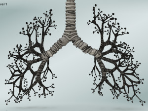 Bronchial Tree Model 3D