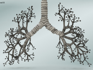 Bronchial Tree Model 3D