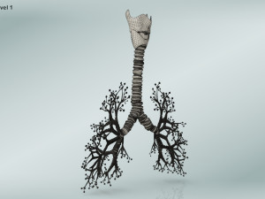 Bronchial Tree Model 3D