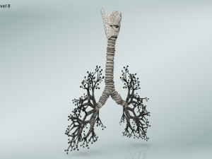 Bronchial Tree Model 3D