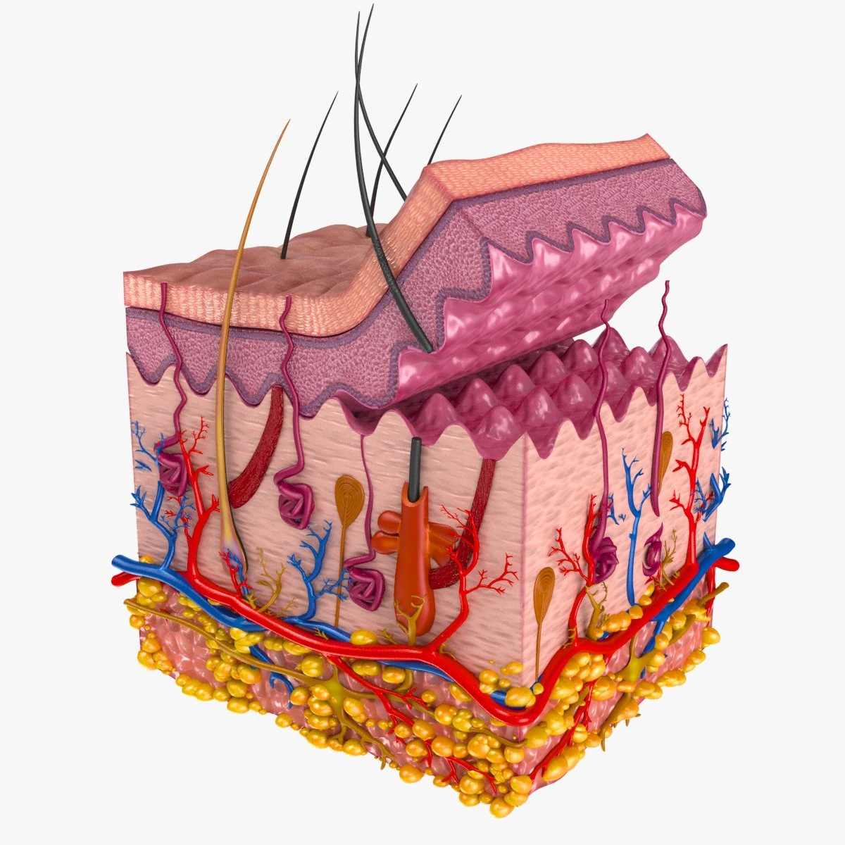 Skin Anatomy 3D Model .c4d .max .obj .3ds .fbx .stl .blend 