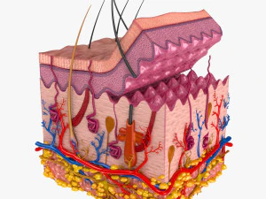 Hautanatomie 3D Modell