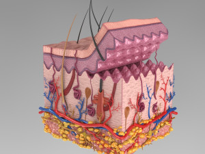 Skin Anatomy 3D-Modell