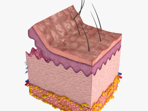 Skin Anatomy 3D-Modell