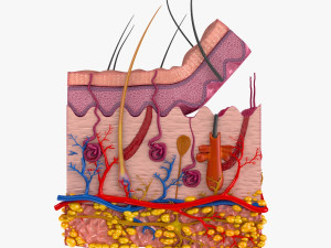 Skin Anatomy 3D-Modell