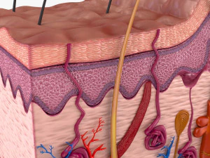 Skin Anatomy 3D Model