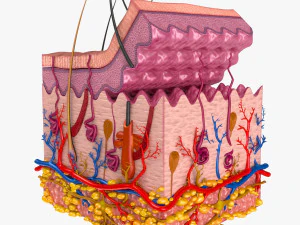 Skin Anatomy 3D Model