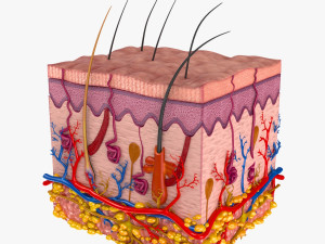 Skin Anatomy 3D-Modell
