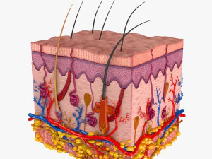 Skin Anatomy 3D Model