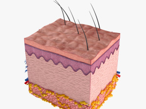 Skin Anatomy 3D-Modell