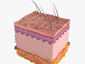 Skin Anatomy 3D Model