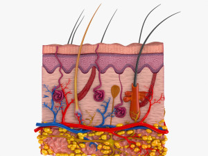 Skin Anatomy 3D-Modell