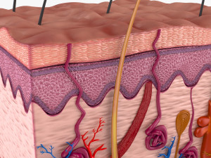 Skin Anatomy 3D-Modell