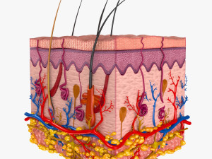 Skin Anatomy 3D-Modell