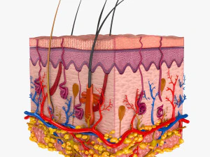 Skin Anatomy 3D Model