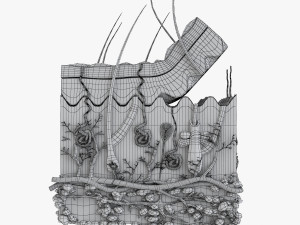 Skin Anatomy 3D-Modell