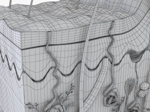 Skin Anatomy 3D-Modell