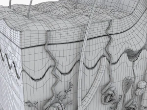 Skin Anatomy 3D Model