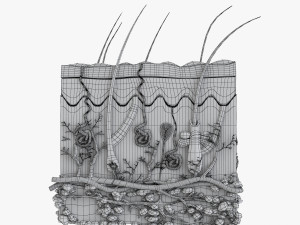 Skin Anatomy 3D-Modell