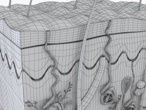 Skin Anatomy 3D-Modell