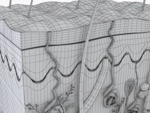 Skin Anatomy 3D Model