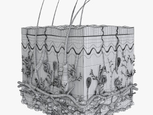 Skin Anatomy 3D-Modell