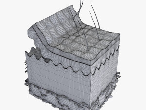 Skin Anatomy 3D-Modell