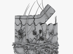 Skin Anatomy 3D-Modell