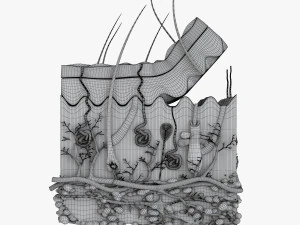 Skin Anatomy 3D Model