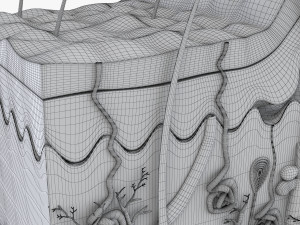 Skin Anatomy 3D-Modell