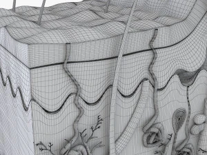 Skin Anatomy 3D Model