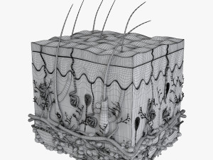 Skin Anatomy 3D-Modell