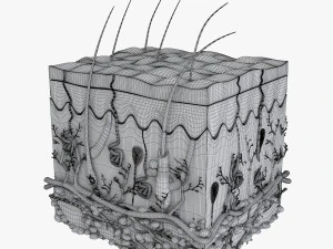 Skin Anatomy 3D Model