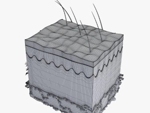 Skin Anatomy 3D Model