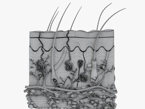 Skin Anatomy 3D-Modell