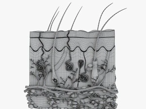 Skin Anatomy 3D Model