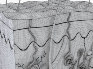 Skin Anatomy 3D-Modell