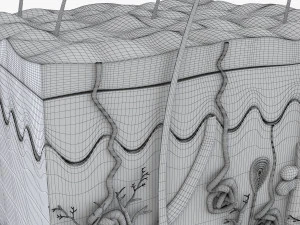 Skin Anatomy 3D Model